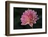 Garden Flower-null-Framed Photographic Print