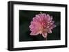 Garden Flower-null-Framed Photographic Print