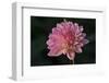 Garden Flower-null-Framed Photographic Print