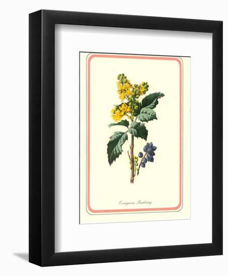 Garden Flowers III-null-Framed Art Print