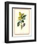 Garden Flowers III-null-Framed Art Print