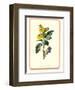 Garden Flowers III-null-Framed Art Print