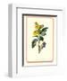 Garden Flowers III-null-Framed Art Print