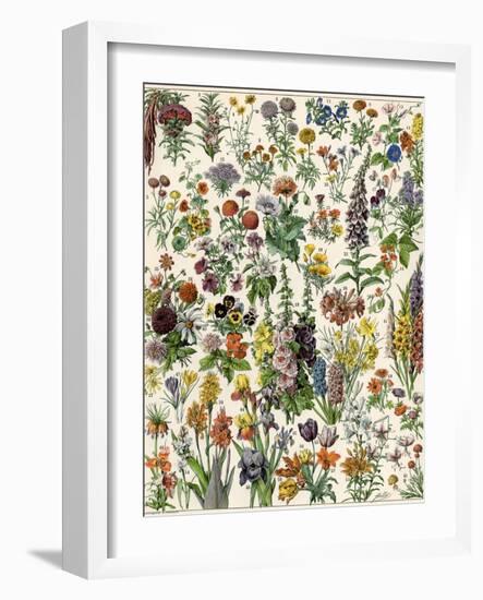 Garden Flowers, Lily, Daffodil, Tulip, Dahlia, Zinnia, Pansy, Marigold-null-Framed Giclee Print