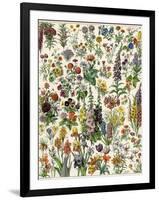 Garden Flowers, Lily, Daffodil, Tulip, Dahlia, Zinnia, Pansy, Marigold-null-Framed Giclee Print