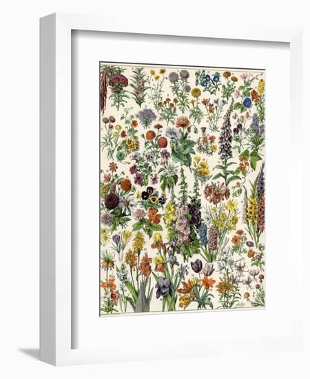 Garden Flowers, Lily, Daffodil, Tulip, Dahlia, Zinnia, Pansy, Marigold-null-Framed Giclee Print