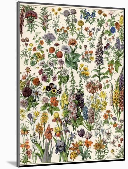 Garden Flowers, Lily, Daffodil, Tulip, Dahlia, Zinnia, Pansy, Marigold-null-Mounted Giclee Print
