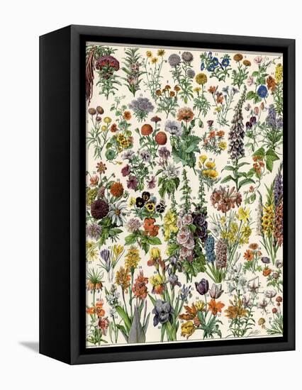 Garden Flowers, Lily, Daffodil, Tulip, Dahlia, Zinnia, Pansy, Marigold-null-Framed Stretched Canvas