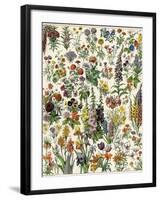 Garden Flowers, Lily, Daffodil, Tulip, Dahlia, Zinnia, Pansy, Marigold-null-Framed Giclee Print