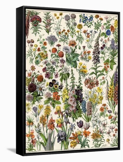 Garden Flowers, Lily, Daffodil, Tulip, Dahlia, Zinnia, Pansy, Marigold-null-Framed Stretched Canvas