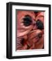 Garden Flowers oriental pink Poppy Petals-null-Framed Art Print