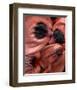 Garden Flowers oriental pink Poppy Petals-null-Framed Art Print