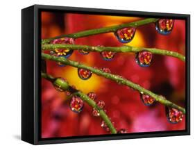 Garden Flowers Reflecting in Dewdrops-Steve Terrill-Framed Stretched Canvas