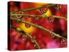 Garden Flowers Reflecting in Dewdrops-Steve Terrill-Stretched Canvas