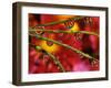 Garden Flowers Reflecting in Dewdrops-Steve Terrill-Framed Photographic Print
