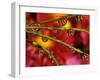 Garden Flowers Reflecting in Dewdrops-Steve Terrill-Framed Photographic Print