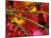 Garden Flowers Reflecting in Dewdrops-Steve Terrill-Mounted Photographic Print