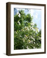 Garden Flowers-Tim Kahane-Framed Photographic Print