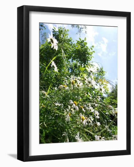 Garden Flowers-Tim Kahane-Framed Photographic Print