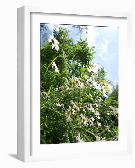 Garden Flowers-Tim Kahane-Framed Photographic Print