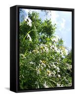 Garden Flowers-Tim Kahane-Framed Stretched Canvas