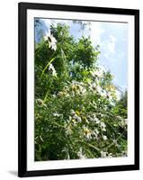 Garden Flowers-Tim Kahane-Framed Photographic Print