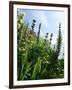 Garden Flowers-Tim Kahane-Framed Photographic Print