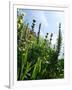 Garden Flowers-Tim Kahane-Framed Photographic Print