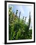 Garden Flowers-Tim Kahane-Framed Photographic Print