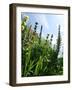 Garden Flowers-Tim Kahane-Framed Photographic Print