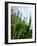 Garden Flowers-Tim Kahane-Framed Photographic Print