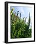 Garden Flowers-Tim Kahane-Framed Photographic Print