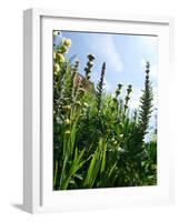 Garden Flowers-Tim Kahane-Framed Photographic Print