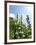 Garden Flowers-Tim Kahane-Framed Photographic Print