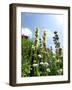 Garden Flowers-Tim Kahane-Framed Premium Photographic Print