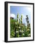 Garden Flowers-Tim Kahane-Framed Premium Photographic Print