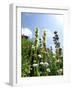 Garden Flowers-Tim Kahane-Framed Premium Photographic Print