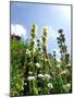 Garden Flowers-Tim Kahane-Mounted Premium Photographic Print