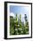 Garden Flowers-Tim Kahane-Framed Photographic Print