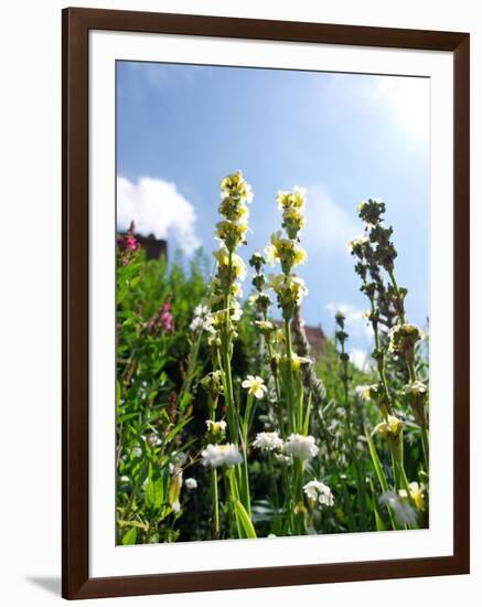 Garden Flowers-Tim Kahane-Framed Photographic Print