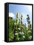 Garden Flowers-Tim Kahane-Framed Stretched Canvas