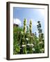 Garden Flowers-Tim Kahane-Framed Photographic Print