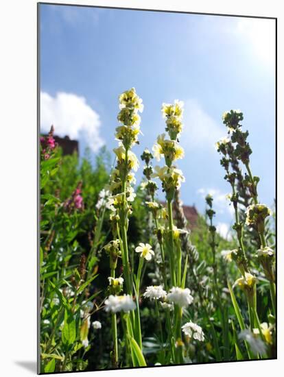 Garden Flowers-Tim Kahane-Mounted Photographic Print