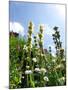 Garden Flowers-Tim Kahane-Mounted Photographic Print