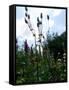 Garden Flowers-Tim Kahane-Framed Stretched Canvas