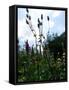 Garden Flowers-Tim Kahane-Framed Stretched Canvas