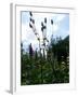 Garden Flowers-Tim Kahane-Framed Photographic Print