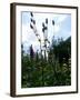 Garden Flowers-Tim Kahane-Framed Photographic Print