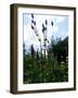 Garden Flowers-Tim Kahane-Framed Photographic Print