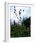 Garden Flowers-Tim Kahane-Framed Photographic Print